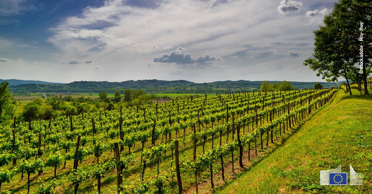Produção de vinho na UE: Comissão avança com medidas para reforçar o setor vitivinícola